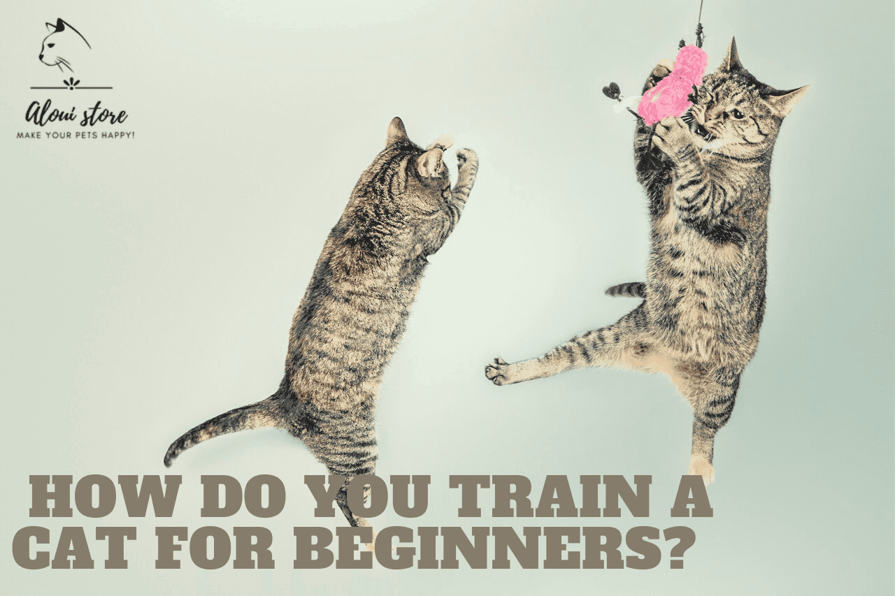 How do you train a cat for beginners? Aloui Store